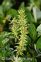 Sal-Weide (Salix caprea) (F298825)