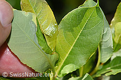 Sal-Weide (Salix caprea) (F298827)