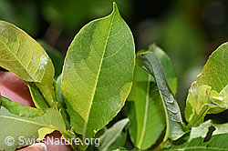 Sal-Weide (Salix caprea) (F298828)