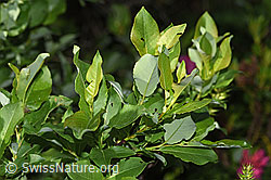 Sal-Weide (Salix caprea) (F298829)