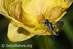 Tenthredo brevicornis (Blattwespe) auf Bewimpertem Steinbrech (Saxifraga aizoides)