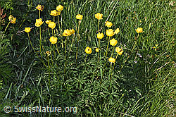 Trollius europaeus (F298836)