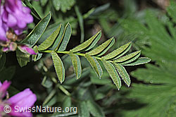 Foto: Alpen-Süssklee (Hedysarum hedysaroides)