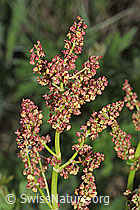 F298844: Berg-Sauerampfer (Rumex alpestris)