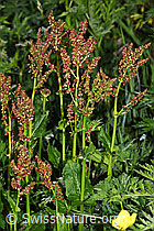 F298848: Berg-Sauerampfer (Rumex alpestris)