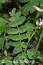 Photo: Astragalus alpinus