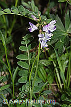 Photo: Astragalus alpinus