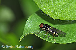 Oxycera pygmaea (Waffenfliege) (F298919)