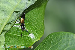 Anthophagus alpinus (F298929)