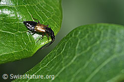 Anthophagus alpinus (F298930)