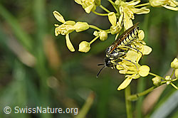Tenthredo brevicornis (Blattwespe) auf Bewimpertem Steinbrech (Saxifraga aizoides)