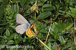 Violetter Wald-Bläuling (Cyaniris semiargus) auf Alpen-Hornklee (Lotus alpinus) (19.06.2025, F299065)