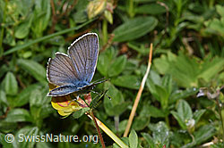 Violetter Wald-Bläuling (Cyaniris semiargus) auf Alpen-Hornklee (Lotus alpinus) (19.06.2025, F299067)