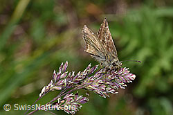 Dunkler Dickkopffalter (Erynnis tages) auf Rispe (F299091) Dunkler Dickkopffalter (Erynnis tages) auf Rispe (F299091)