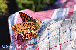 Silberfleck-Perlmuttfalter (Boloria euphrosyne) (19.06.2025, F299098)