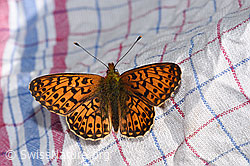 Silberfleck-Perlmuttfalter (Boloria euphrosyne) (19.06.2025, F299103)