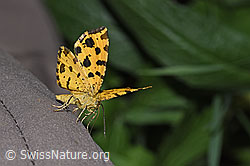 Pantherspanner (Pseudopanthera macularia) (19.06.2025, F299159)