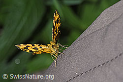 Foto: Pantherspanner (Pseudopanthera macularia)