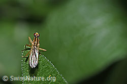 F299164: Cordilura albipes (Dungfliege)