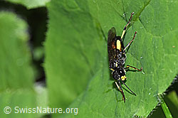 F299187: Gefleckte Blattwespe (Tenthredo maculata)