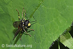 F299189: Gefleckte Blattwespe (Tenthredo maculata)