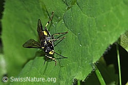 F299190: Gefleckte Blattwespe (Tenthredo maculata)