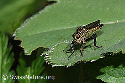 Foto: Berg-Raubfliege (Didysmachus picipes)