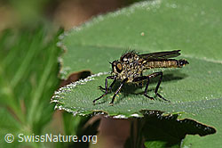 Foto: Berg-Raubfliege (Didysmachus picipes)