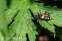 Brachyta interrogationis (F299224)