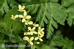 Gemeines Brillenschötchen (Biscutella laevigata) (F299254) Gemeines Brillenschötchen (Biscutella laevigata) (F299254)