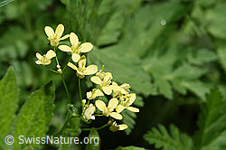 Gemeines Brillenschötchen (Biscutella laevigata) (F299255) Gemeines Brillenschötchen (Biscutella laevigata) (F299255)