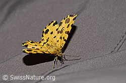 Pantherspanner (Pseudopanthera macularia) (19.06.2025, F299258)