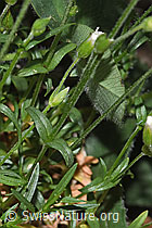 Aufrechtes Acker-Hornkraut (Cerastium arvense ssp. strictum) (F299259) Aufrechtes Acker-Hornkraut (Cerastium arvense ssp. strictum) (F299259)