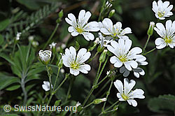 Aufrechtes Acker-Hornkraut (Cerastium arvense ssp. strictum) (F299261) Aufrechtes Acker-Hornkraut (Cerastium arvense ssp. strictum) (F299261)