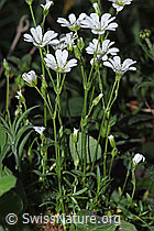 Aufrechtes Acker-Hornkraut (Cerastium arvense ssp. strictum) (F299262) Aufrechtes Acker-Hornkraut (Cerastium arvense ssp. strictum) (F299262)