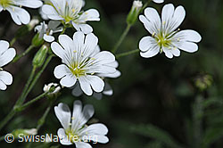 Aufrechtes Acker-Hornkraut (Cerastium arvense ssp. strictum) (F299263) Aufrechtes Acker-Hornkraut (Cerastium arvense ssp. strictum) (F299263)