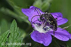 Wald-Storchschnabel (Geranium sylvaticum)