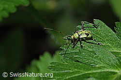 Almen-Schmuckwanze (Calocoris alpestris) (F299298) Almen-Schmuckwanze (Calocoris alpestris) (F299298)