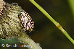 Neu in SwissNature.org: Odontotarsus purpureolineatus (Schildwanze) an Blume