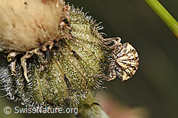Odontotarsus purpureolineatus (Scutelleridae) on flower (F299458) Odontotarsus purpureolineatus (Scutelleridae) on flower (F299458)