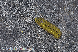 Thymian-Widderchen Raupe (Zygaena purpuralis) (F299490)