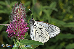 Aporia crataegi on Trifolium rubens (F299630) Aporia crataegi on Trifolium rubens (F299630)