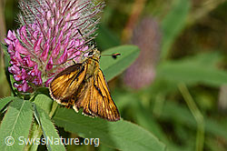 Rostfarbiger Dickkopffalter (Ochlodes sylvanus) auf Purpur-Klee (Trifolium rubens) (F299641) Rostfarbiger Dickkopffalter (Ochlodes sylvanus) auf Purpur-Klee (Trifolium rubens) (F299641)
