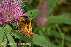 Rostfarbiger Dickkopffalter (Ochlodes sylvanus) auf Purpur-Klee (Trifolium rubens) (F299642) Rostfarbiger Dickkopffalter (Ochlodes sylvanus) auf Purpur-Klee (Trifolium rubens) (F299642)