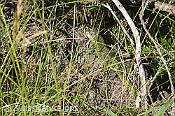 Smaragdeidechse (Lacerta bilineata) (F299678)