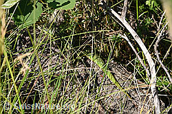 Smaragdeidechse (Lacerta bilineata) (F299679)