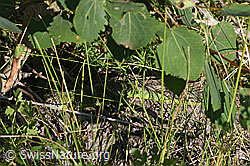 Smaragdeidechse (Lacerta bilineata) (F299681)