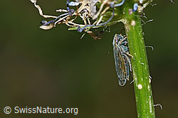 Betonienblättrige Rapunzel (Phyteuma betonicifolium)