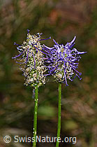 Betonienblättrige Rapunzel (Phyteuma betonicifolium) (20.06.2025, F299733)