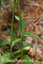 Phyteuma betonicifolium (F299735)